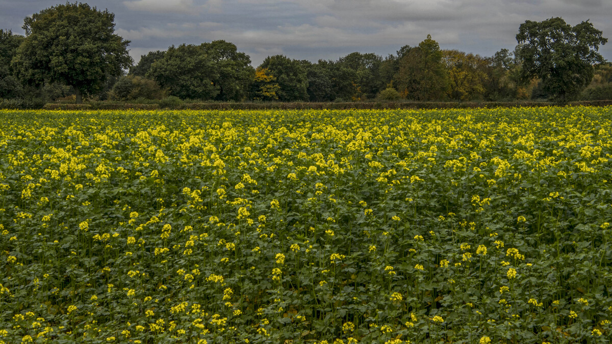 Winter OSR